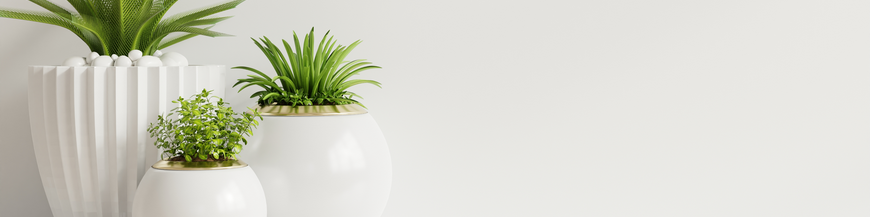 Plantes d'Intérieures